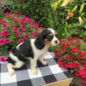 Rylie, Cavalier King Charles Spaniel Puppy
